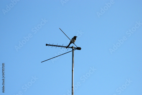 Crow sitting on a television antenna against a blue sky