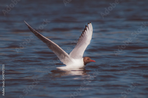 river gull swims on a warm summer day © Dmitrii