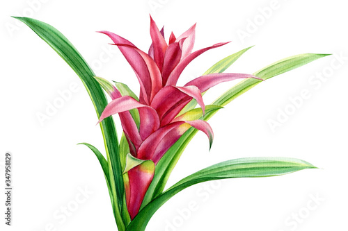 Fotografija Jungle botanical watercolor illustrations