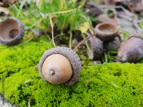 Brown, ripe acorn on green moss on a sunny, autumn day. Brown green nature background. photo