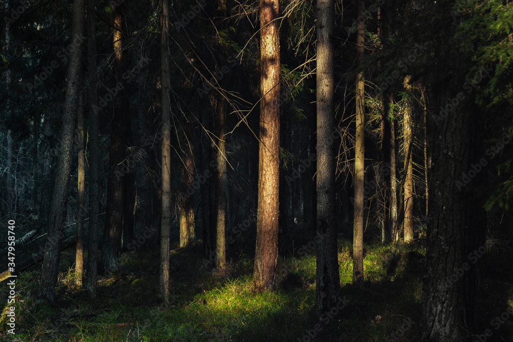 Fototapeta premium Atmospheric forest at sunset or dawn, with fog or with sun rays, after sunset