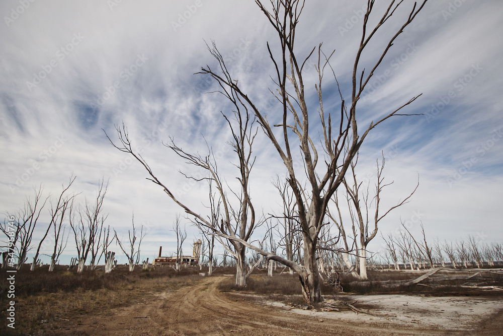 dead trees in the field