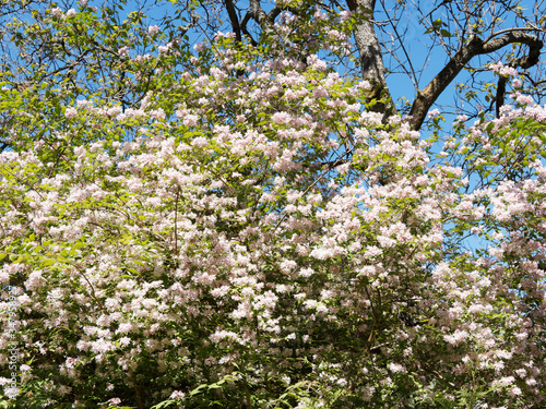 Kolkwitzia amabilis | Kolkwitzie-Perlmutt-Strauch. Wunderschöne Blütenkleid zu einem echten Schmuckstück des Garten photo