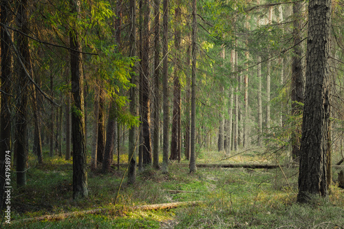 Atmospheric forest at sunset or dawn, with fog or with sun rays, after sunset