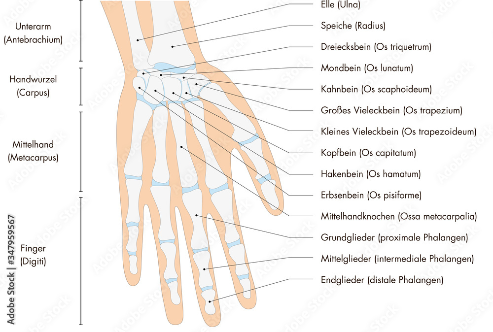 Anatomie - menschliches Skelett - Hand (deutsche Beschriftung) Stock  Illustration | Adobe Stock