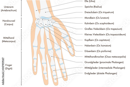 Anatomie - menschliches Skelett - Hand (deutsche Beschriftung) photo