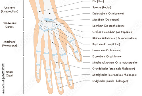 Anatomie - menschliches Skelett - Hand (deutsche Beschriftung)