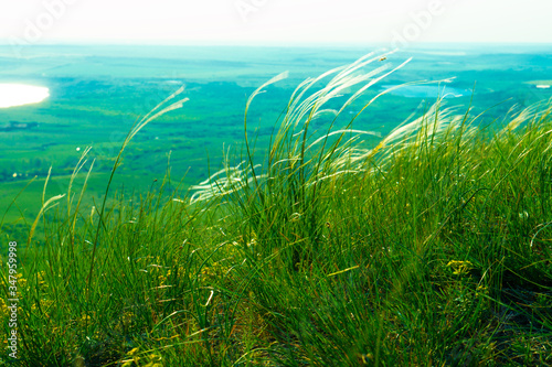 Green blades of grass close up against the background of a small lake