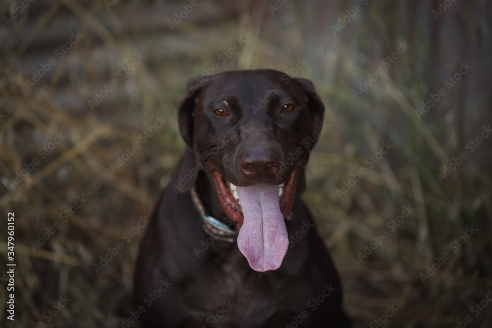 Big smile on happy dog with long tongue dangling