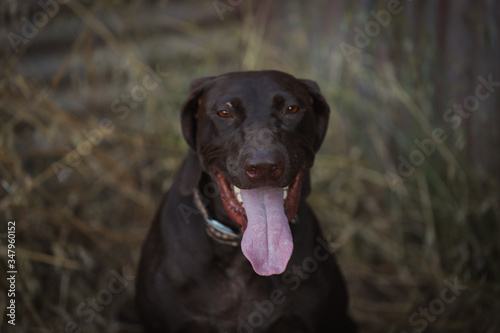 Big smile on happy dog with long tongue dangling