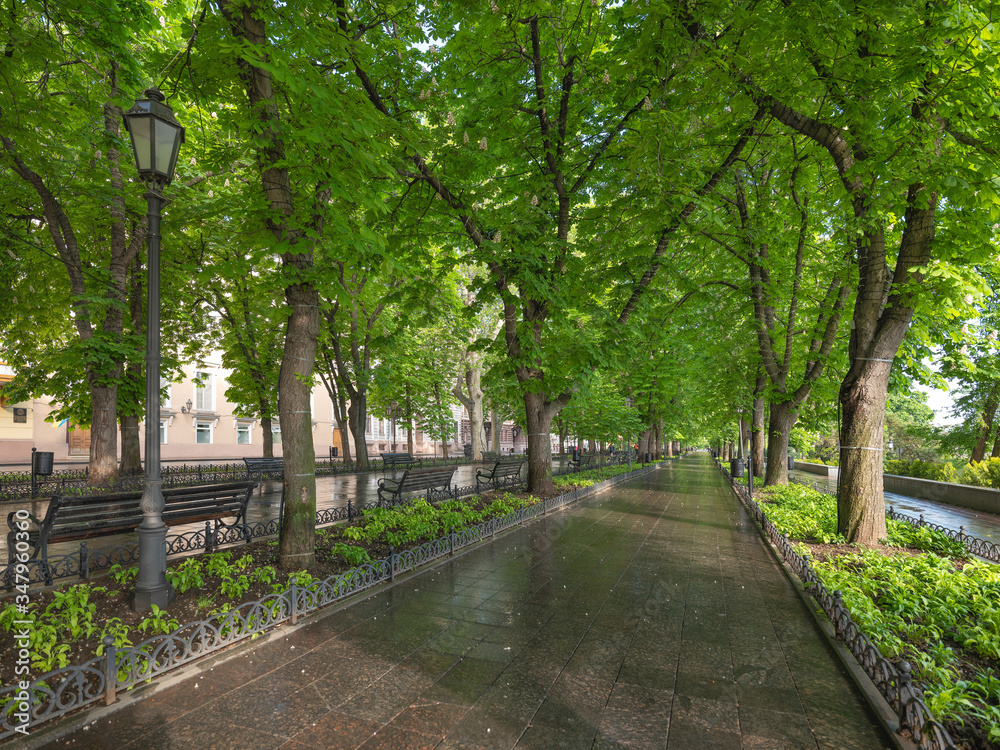 view to Primorsky boulevard with green trees and nobody in the morning in Odessa in Ukraine