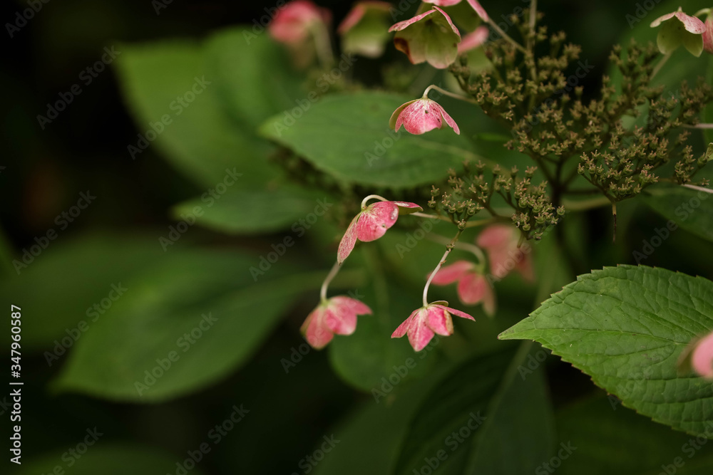 Unusual pink flower in dark moody setting Unusual pink flower in dark moody setting