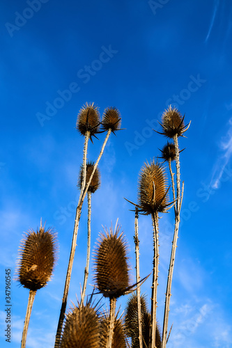 Dried Dipsacus fullonum against the sky