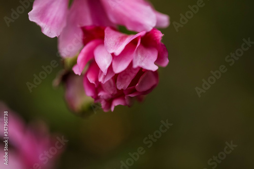 Close up beautiful images of pink helebores in dark moody setting