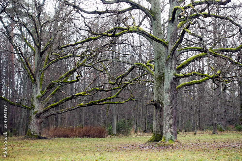 Fototapeta premium Old oak trees in a park without leaves, branches overgrown with moss