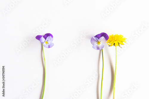 Bright purple flowers And a bright yellow dandelion  on a white background. Postcard, spring time, place for text, Allergy to pollen, antihistamine drug