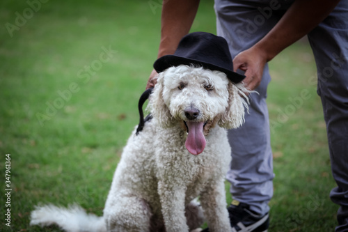 Lovely white labradoodle dog wearing funky hat