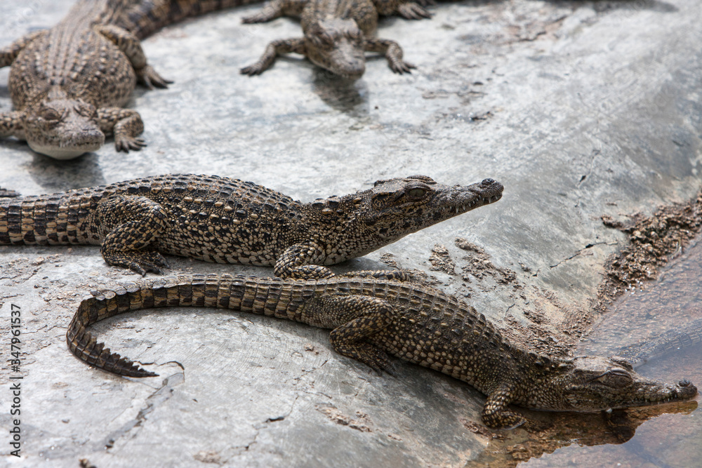 young crocodiles near the water young crocodiles near the water