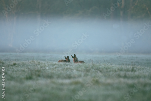 2 deers moody morning