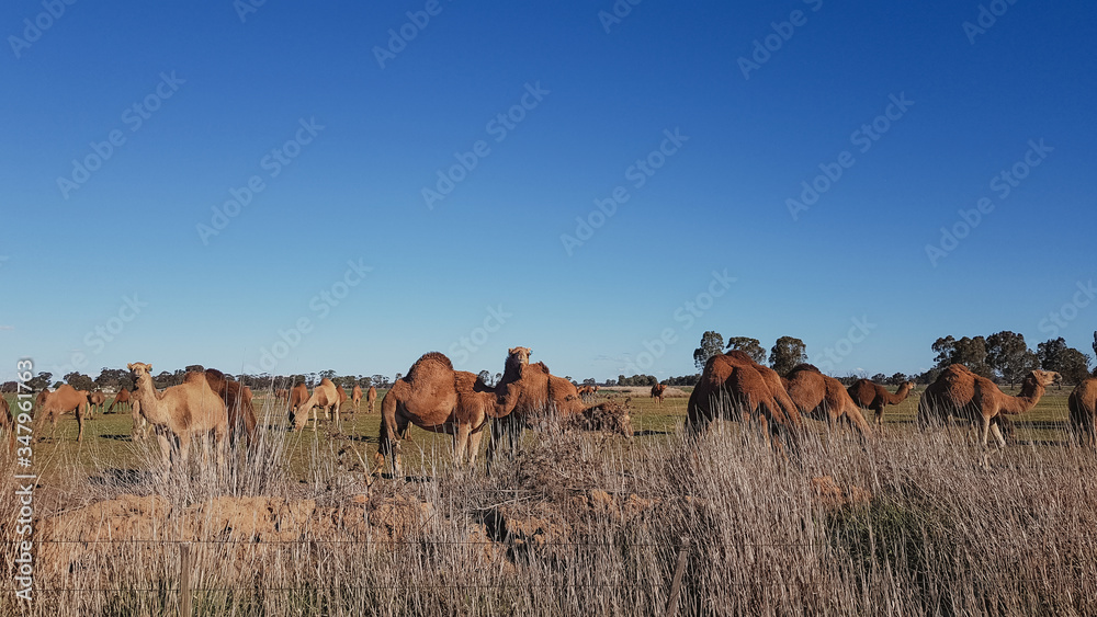 Caravan of captive camels grazing in dry paddock
