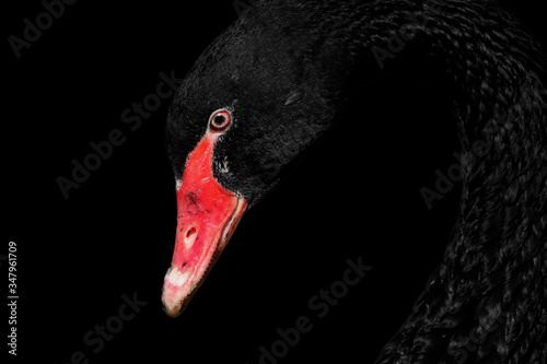Fototapeta Naklejka Na Ścianę i Meble -  black swan