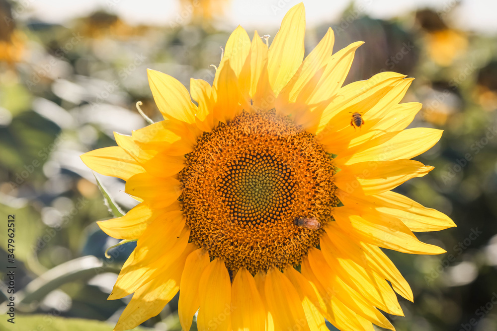 Naklejka premium A full field of sunflowers on a bright sunny day