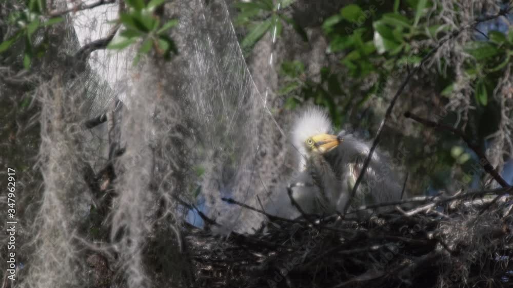 Baby great egret chick in a bird nest in an oak tree in Orlando Florida Baby great egret chick in a bird nest in an oak tree in Orlando Florida