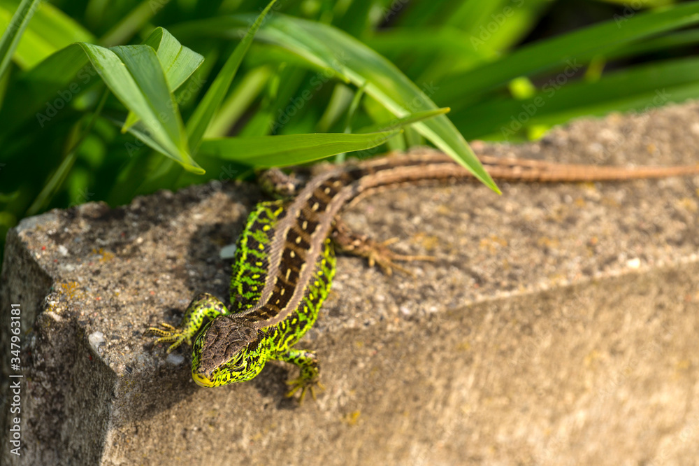 Obraz premium Sand lizard, male in mating robe. Spring, the month of May.