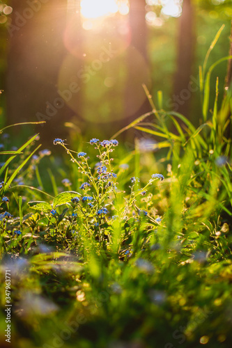 beautiful flowering forget-me-nots in the rays of the setting sun