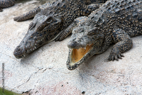 young crocodiles near the water