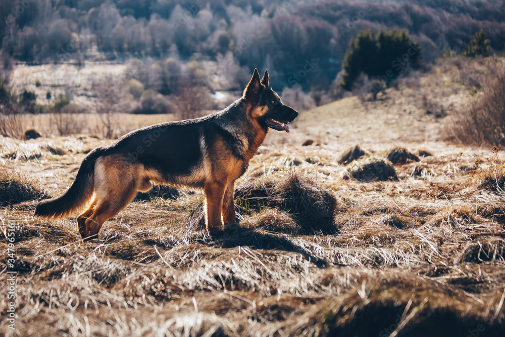 Beautiful male German shepherd dog in the wild, wilderness. Beautiful male German shepherd dog in the wild, wilderness.