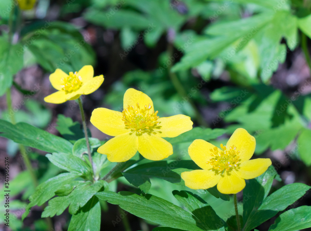 Yellow snowdrop (Eranthis hyemalis) Yellow snowdrop (Eranthis hyemalis)
