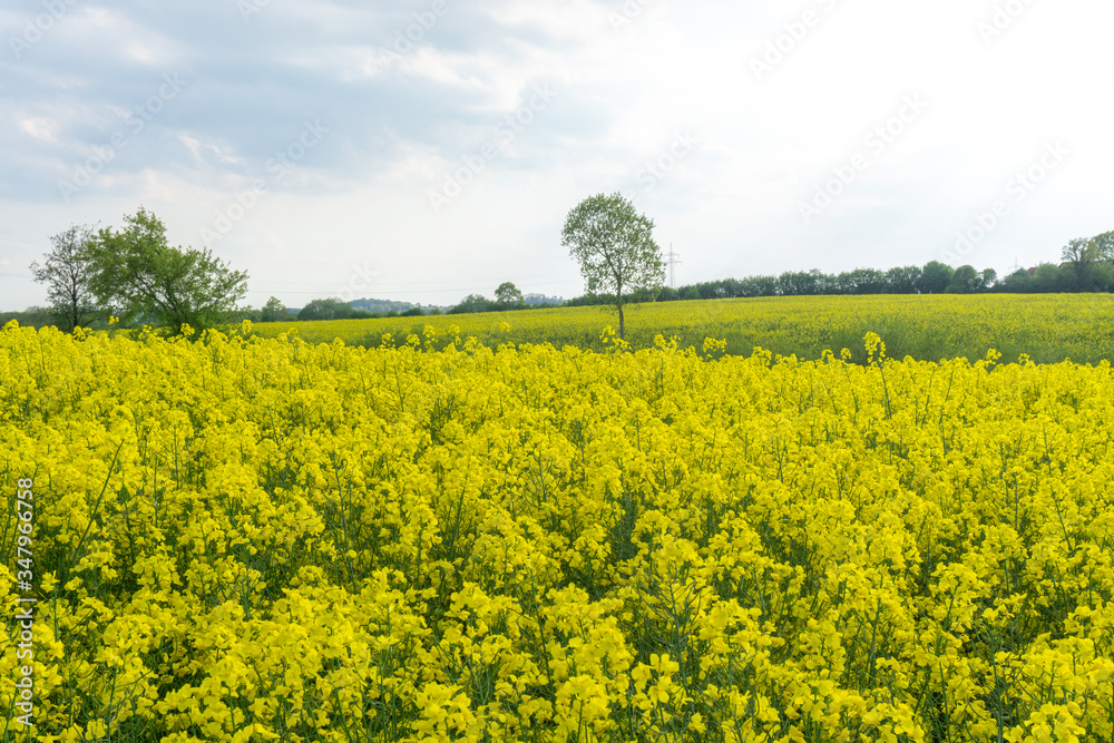 Rapsfeld blüht leuchtend gelb bei Sonnenschein Rapsfeld blüht leuchtend gelb bei Sonnenschein
