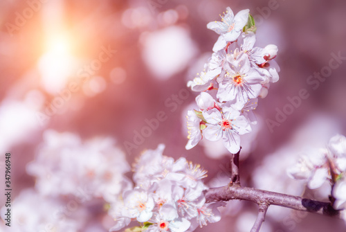 Blooming sakura cherry blossom close up background in spring,  with sun.