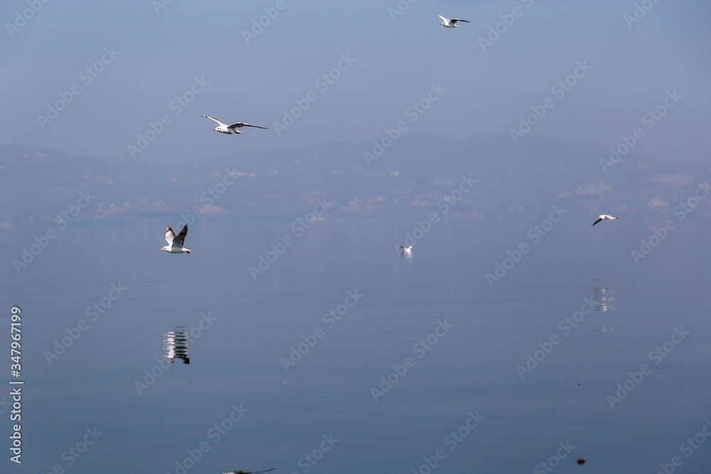 Fototapeta premium birds on the lake