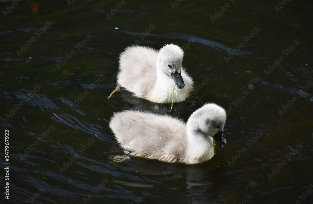 Cute fluffy Mute Swan cygnets, swimming on a lake. Cute fluffy Mute Swan cygnets, swimming on a lake.