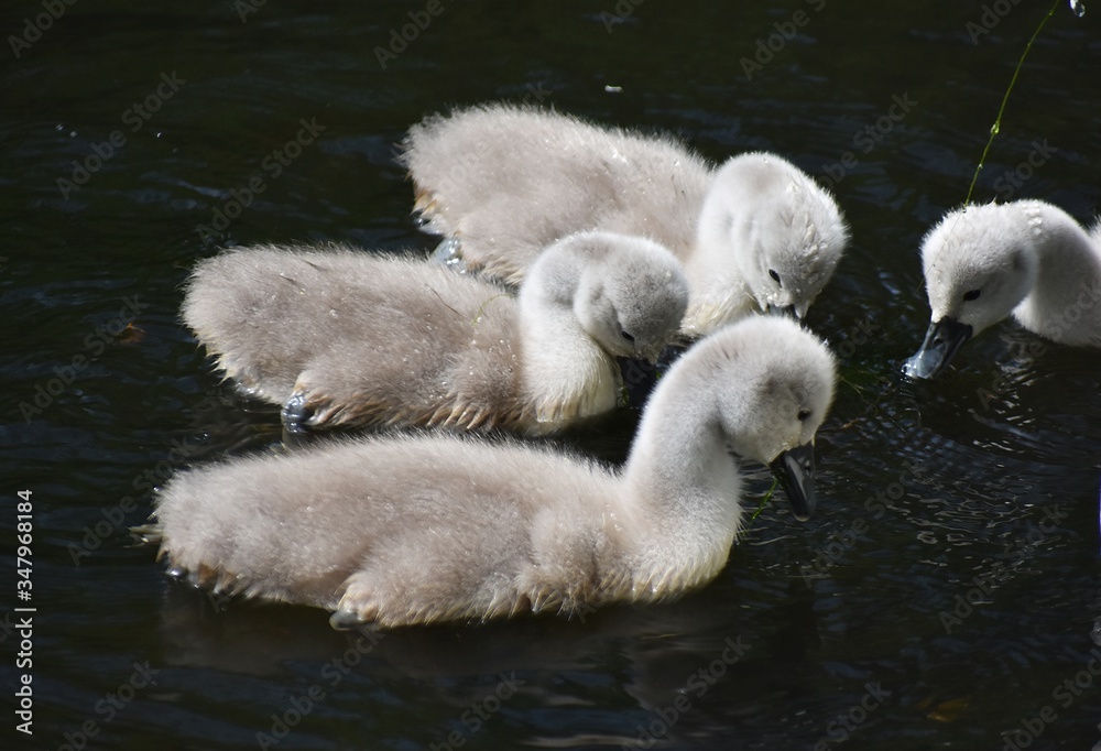 Cute fluffy Mute Swan cygnets, swimming on a lake.