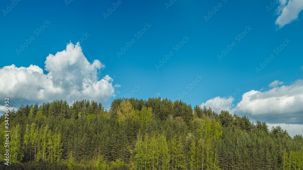 pine tree covered hill against blue sky