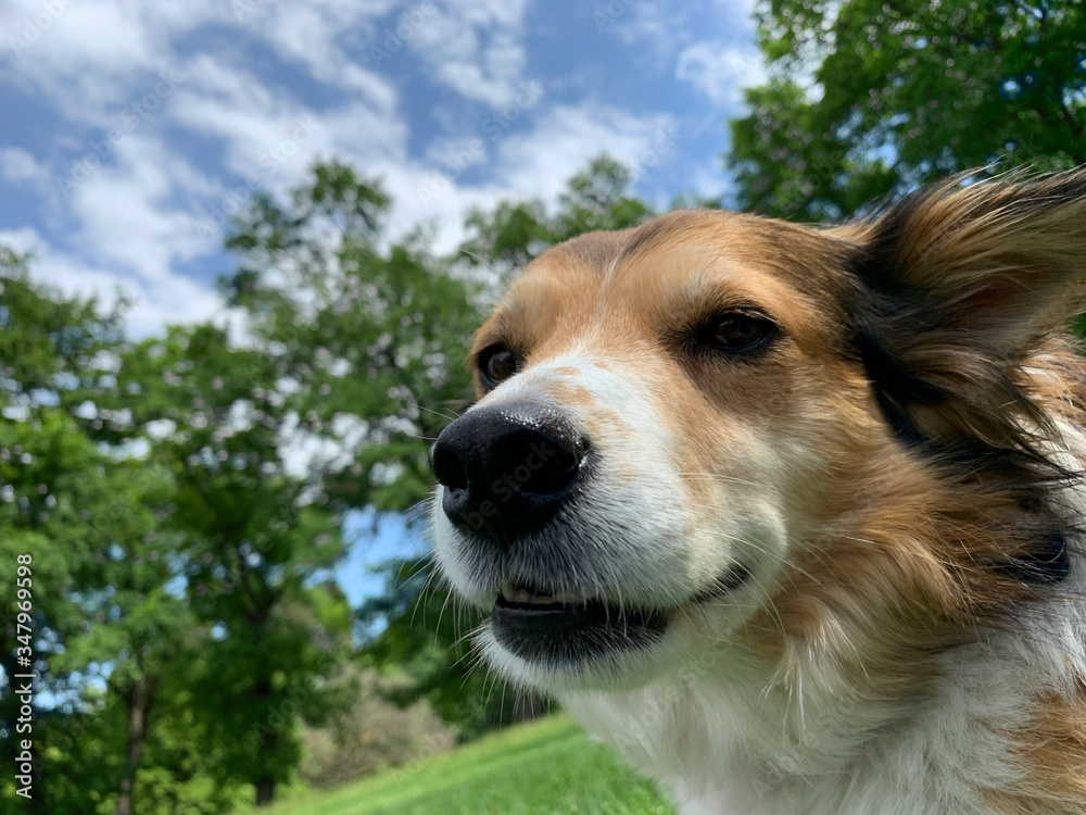 Portrait of a happy dog on a background of trees and sky. Portrait of a happy dog on a background of trees and sky.