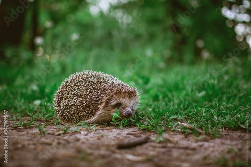 cute hedgehog in green grass in the forest