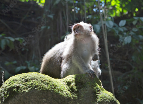 Monkey, Long-tailed Macaque in a sacred forest in Bali