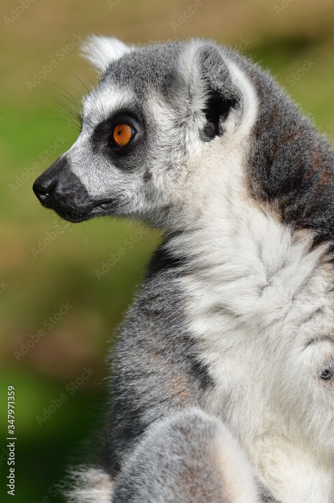 Fototapeta premium ring tailed lemur