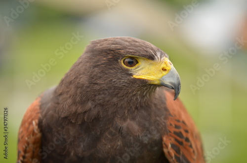 close up of a hawk