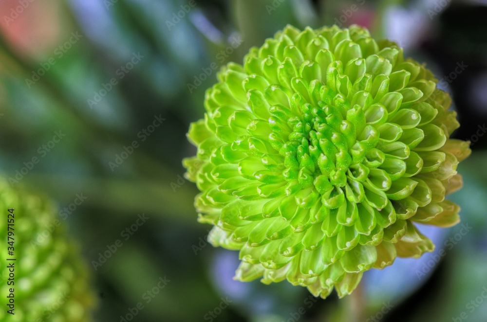 close up of a green plant close up of a green plant