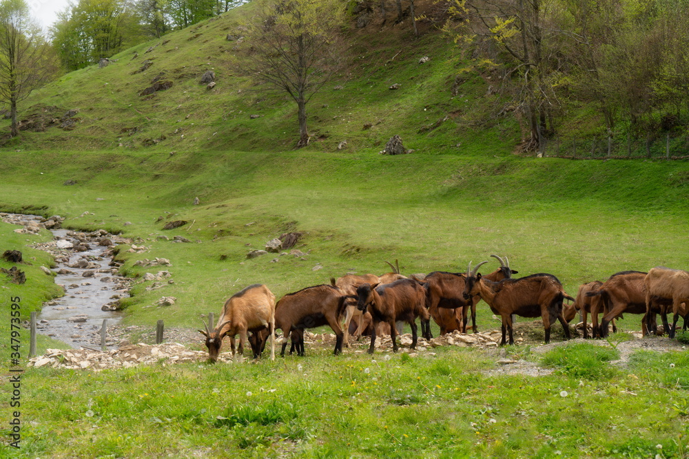 Goats near the stream image Goats near the stream image