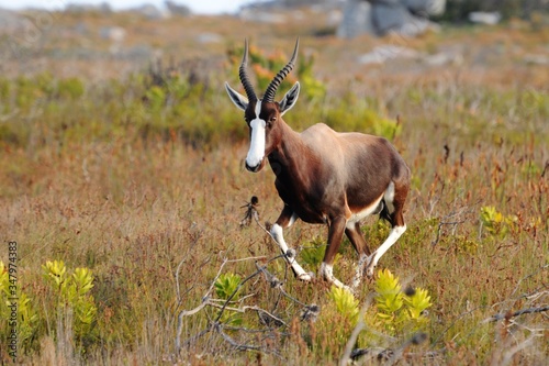 Bontebok (Damaliscus p. pygargus) running across the fynbos at Cape of Good Hope Nature Reserve, South Africa photo