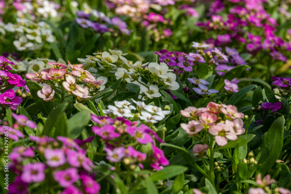small lobularia seedling in a nursery in a greenhouse in the spring small lobularia seedling in a nursery in a greenhouse in the spring