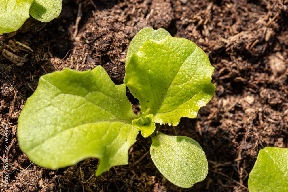 tiny green seedlings in a nursery in a greenhouse in the spring
