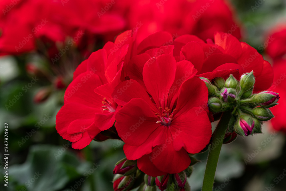 Obraz premium red flowers geranium in a pot with green leaves in greenhouse