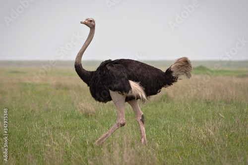 African ostrich walking in green savanna grassland